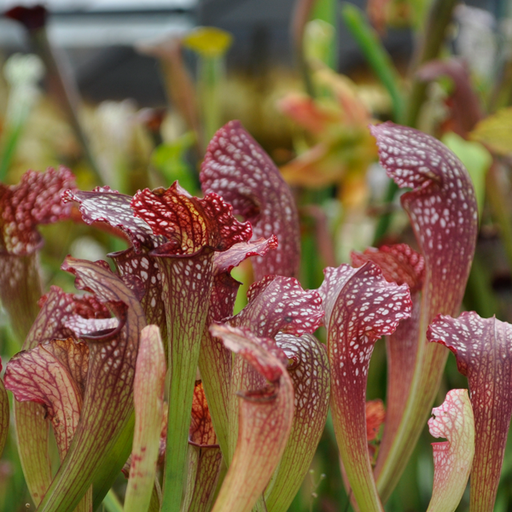 Sarracenia x Mardi Gras | | Carnivorous Plant Nursery