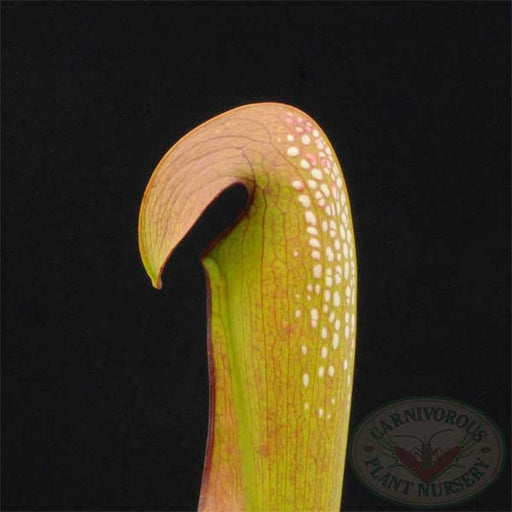 Sarracenia minor Okefenokee Giant | | Carnivorous Plant Nursery