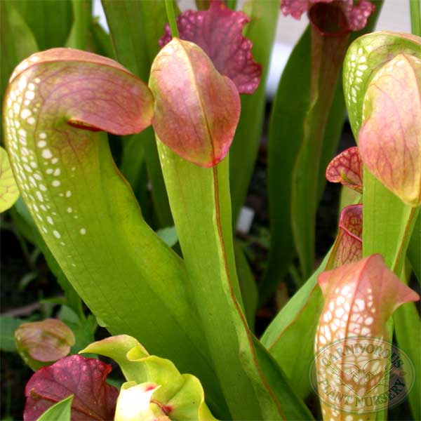 Sarracenia minor Okefenokee Giant | | Carnivorous Plant Nursery