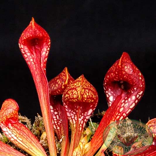 Sarracenia psittacina