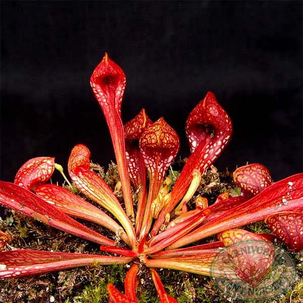 Sarracenia psittacina