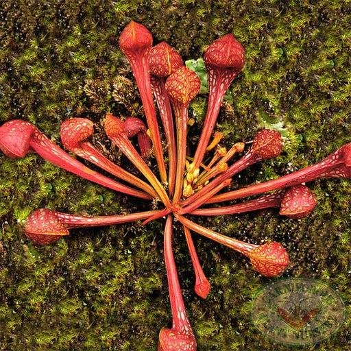 Sarracenia psittacina | | Carnivorous Plant Nursery