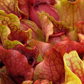 Sarracenia purpurea venosa | | Carnivorous Plant Nursery