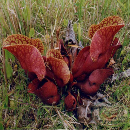 Sarracenia purpurea venosa | | Carnivorous Plant Nursery