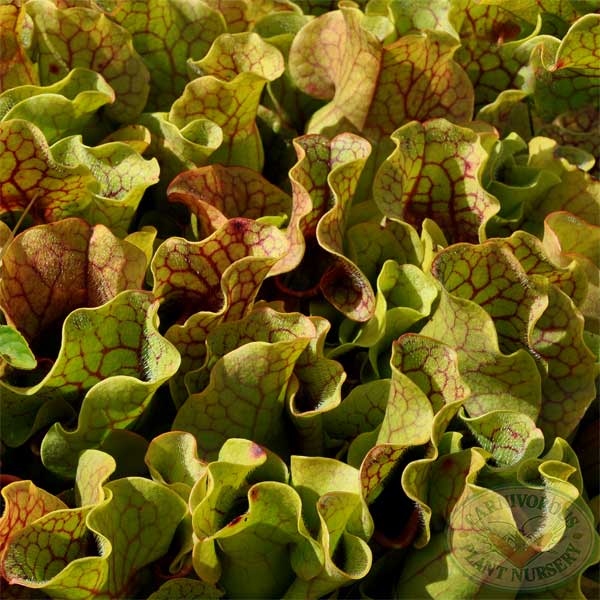 Sarracenia purpurea venosa | | Carnivorous Plant Nursery