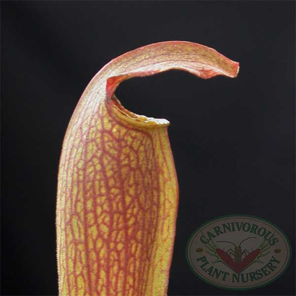 Sarracenia x Red Bug | | Carnivorous Plant Nursery
