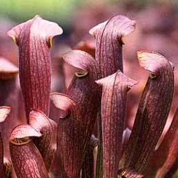 Sarracenia x Red Bug | | Carnivorous Plant Nursery