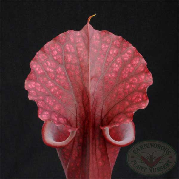 Sarracenia x Red Sumatra | | Carnivorous Plant Nursery
