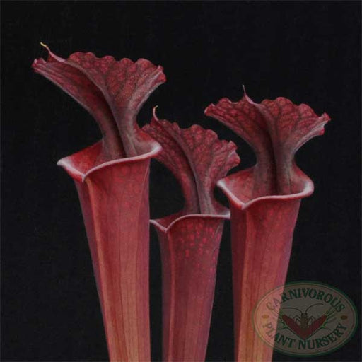 Sarracenia x Red Sumatra | | Carnivorous Plant Nursery