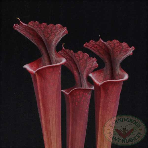 Sarracenia x Red Sumatra | | Carnivorous Plant Nursery