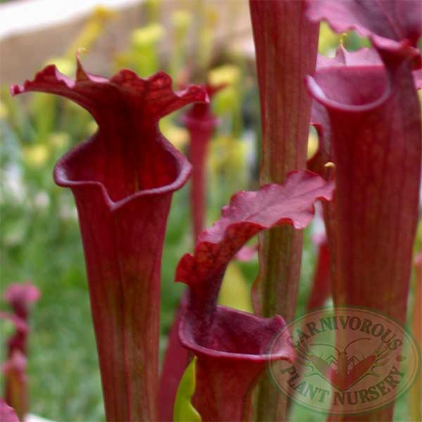 Sarracenia x Red Sumatra | | Carnivorous Plant Nursery
