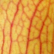 Sarracenia rubra Seeds | | Carnivorous Plant Nursery