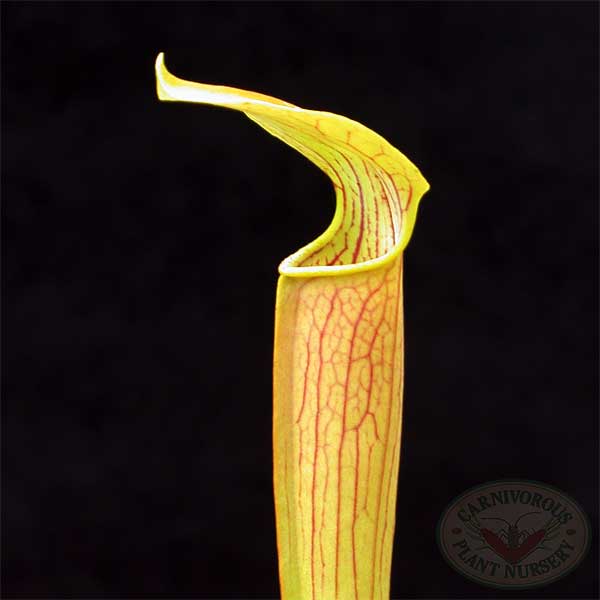 Sarracenia rubra Seeds | | Carnivorous Plant Nursery