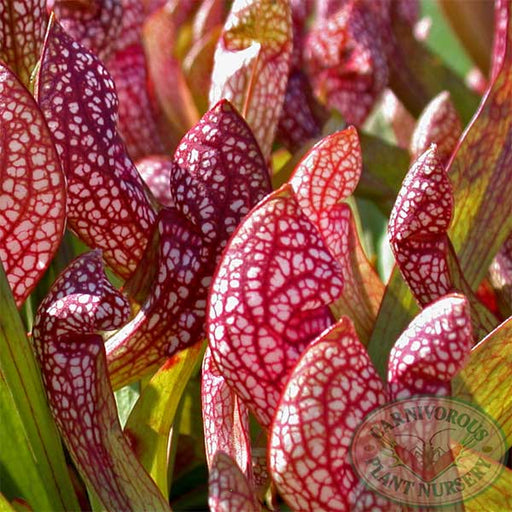 Sarracenia x Scarlet Belle | | Carnivorous Plant Nursery