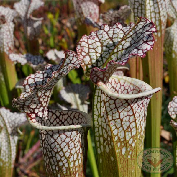 Sarracenia leucophylla - Titan | | Carnivorous Plant Nursery