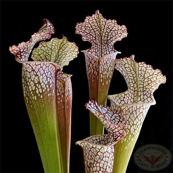Sarracenia leucophylla - Titan | | Carnivorous Plant Nursery