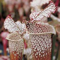 Sarracenia leucophylla - Titan | | Carnivorous Plant Nursery
