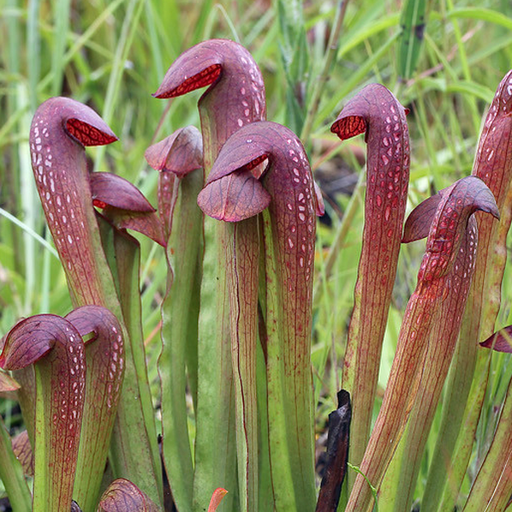 Sarracenia x rehderi | | Carnivorous Plant Nursery