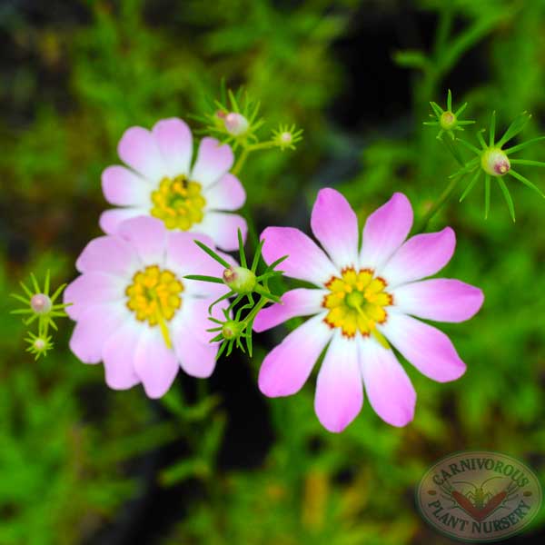 Bog Sabatia | | Carnivorous Plant Nursery