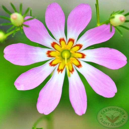 Bog Sabatia | | Carnivorous Plant Nursery