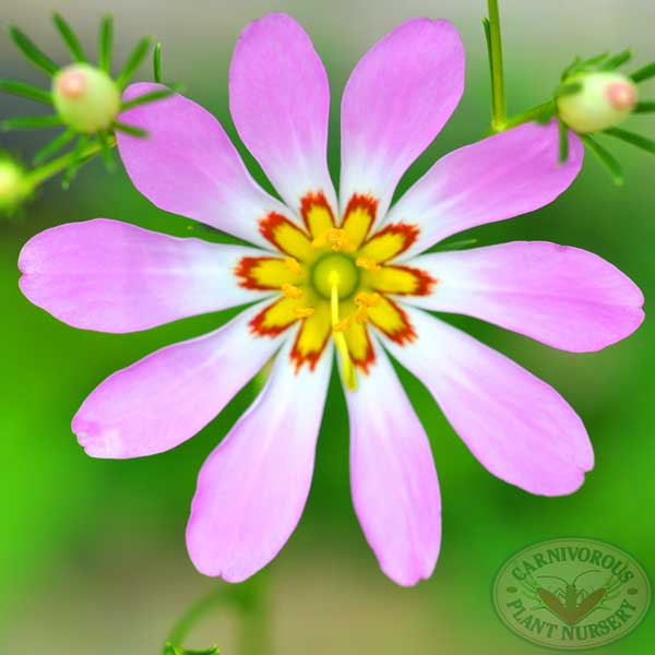 Bog Sabatia | | Carnivorous Plant Nursery