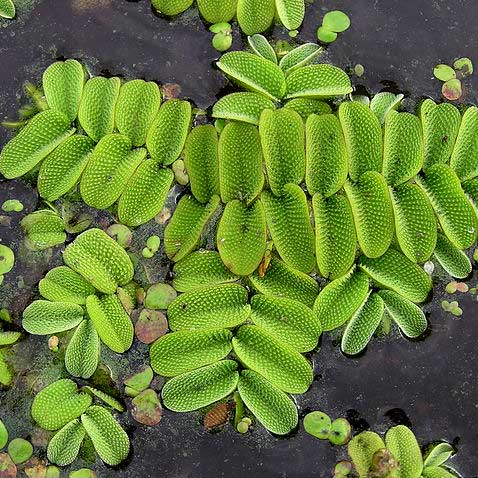 Salvinia | | Carnivorous Plant Nursery