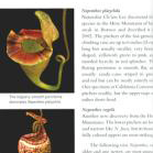 Savage Garden | | Carnivorous Plant Nursery