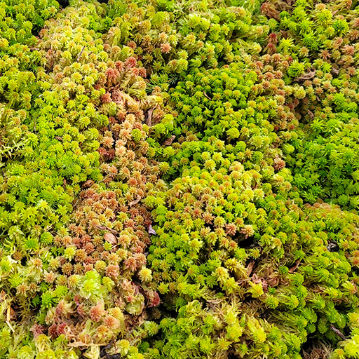 Sphagnum Moss - Dwarf | | Carnivorous Plant Nursery