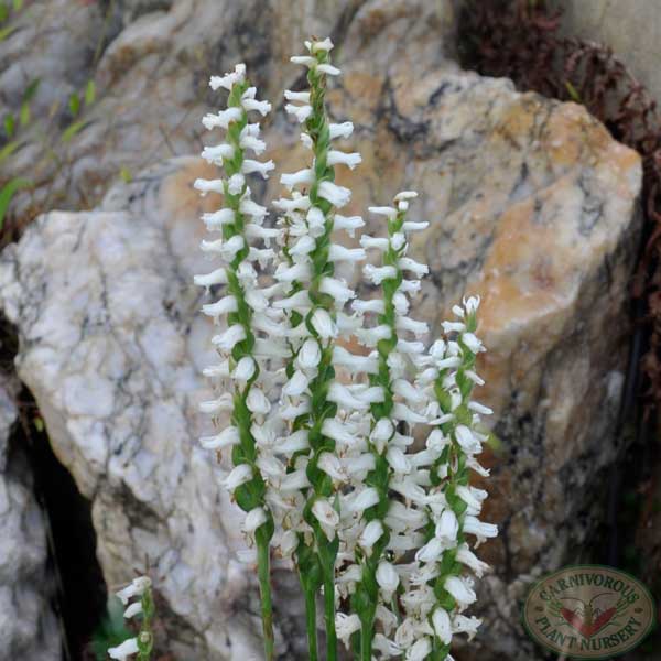 Nodding Lady Tresses | | Carnivorous Plant Nursery