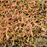 Drosera binata - Staghorn