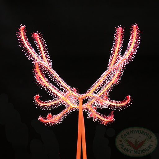 Drosera binata - Staghorn | | Carnivorous Plant Nursery