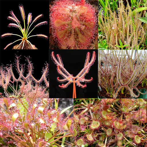 Sundew Set 1 Mix | | Carnivorous Plant Nursery