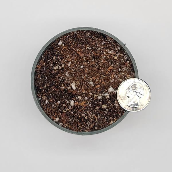 Tropical Butterwort Soil Mix | | Carnivorous Plant Nursery