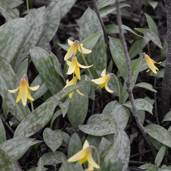 Trout Lily | | Carnivorous Plant Nursery