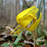 Yellow Trout Lily, from Wikicommons