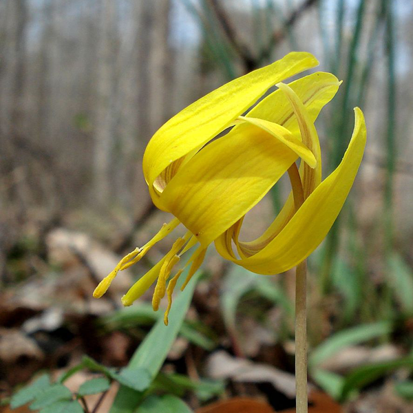Trout Lily | | Carnivorous Plant Nursery