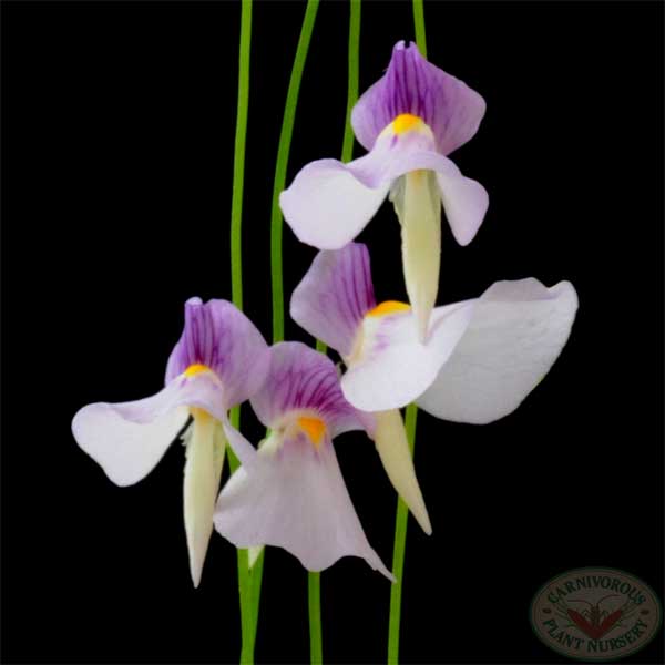 Utricularia blanchetti | | Carnivorous Plant Nursery