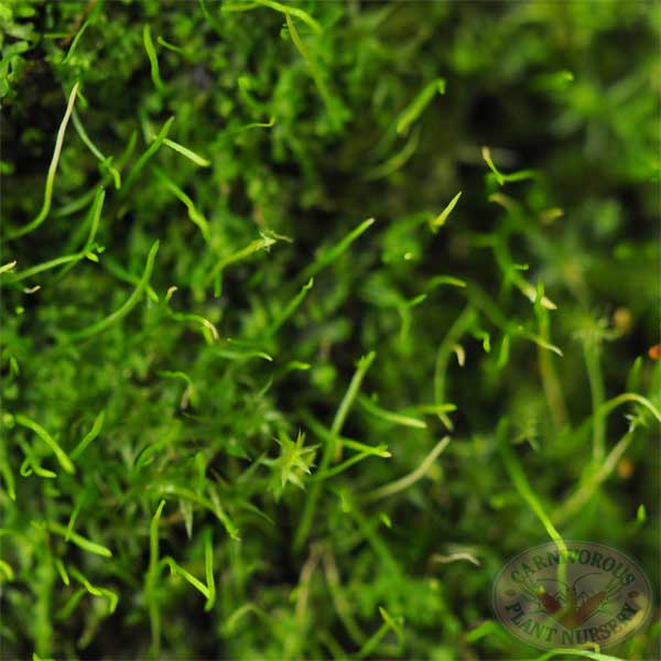 Utricularia blanchetti | | Carnivorous Plant Nursery