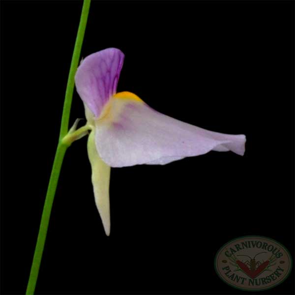 Utricularia blanchetti | | Carnivorous Plant Nursery