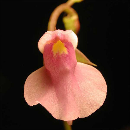 Utricularia calycifida | | Carnivorous Plant Nursery