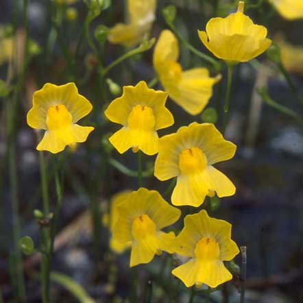 Utricularia gibba | | Carnivorous Plant Nursery