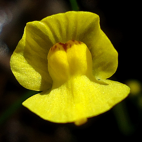 Utricularia gibba