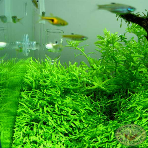 Utricularia graminifolia | | Carnivorous Plant Nursery