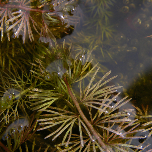 Utricularia intermedia from wiki commons