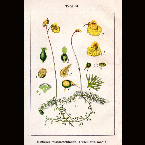 Utricularia intermedia | | Carnivorous Plant Nursery