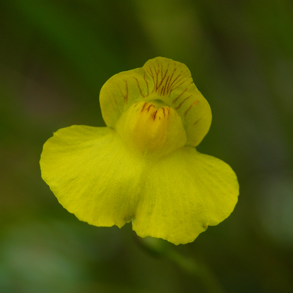 Utricularia intermedia | | Carnivorous Plant Nursery