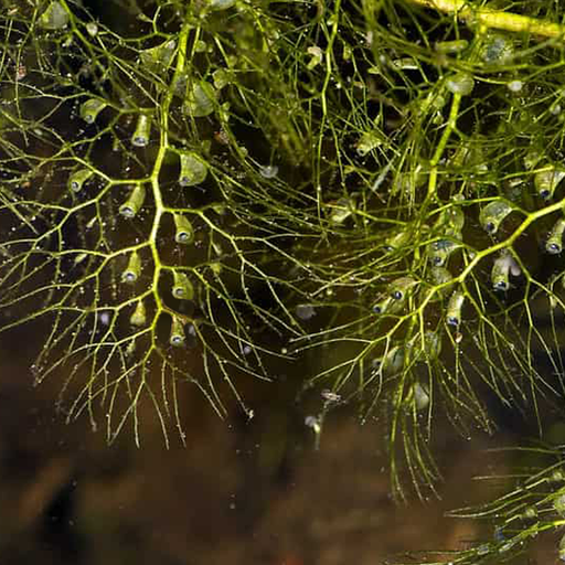 Utricularia macrorhiza | | Carnivorous Plant Nursery
