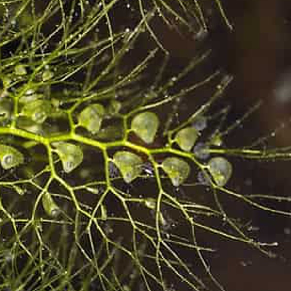 Utricularia macrorhiza | | Carnivorous Plant Nursery