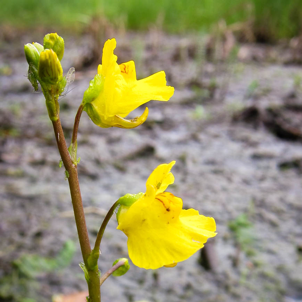 Utricularia macrorhiza | | Carnivorous Plant Nursery
