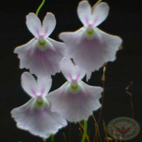 Utricularia sandersonii | | Carnivorous Plant Nursery